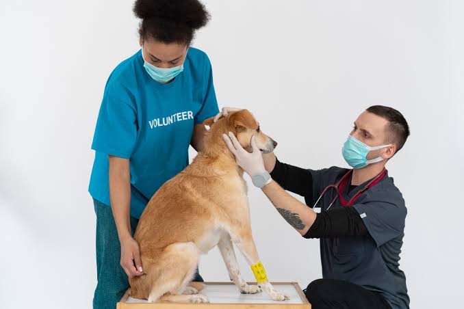 Pet Care